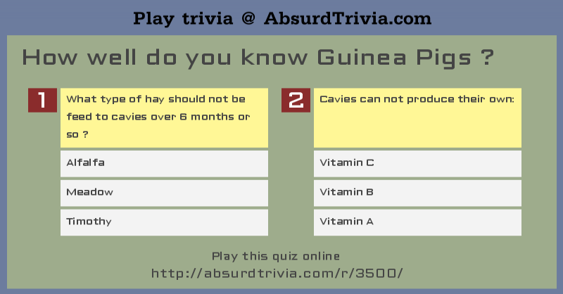 Trivia Quiz How Well Do You Know Guinea Pigs